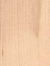 Holzart Ahorn